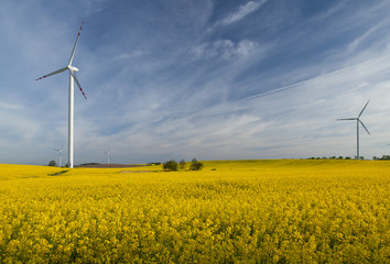 Wind turbines on the rape meadow (Poland)