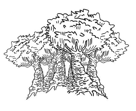 oak illustration