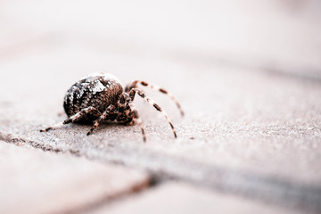 Big Orb spider with leaf