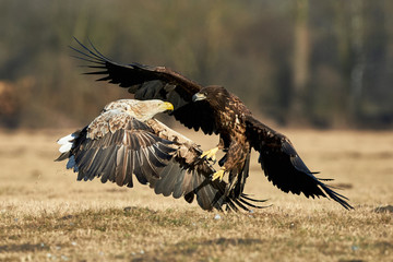 White-tailed eagles fighting
