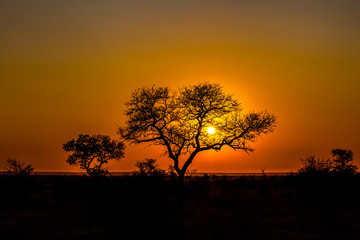 Plakat African sunset