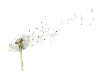 Rolgordijnen Dandelion, Wishing, Blowing. © BillionPhotos.com