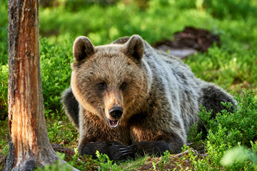 Fototapeta na wymiar Brown bear lying in the forest