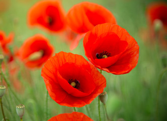 Obraz premium Pole jasnoczerwonych kwiatów maku kukurydzy