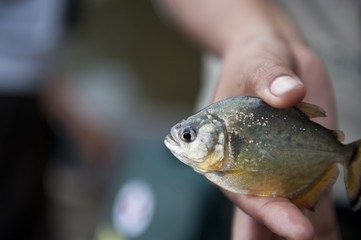 Peruvian Yellow Piranha