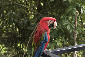 parrot in the rainforest