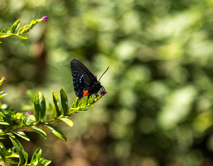 Fototapeta premium Eumaeus atala butterfly is found in the Caribbean Islands