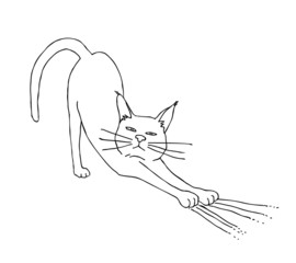 Сat doing exercises