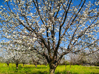 Apricot Blossom