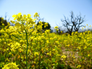 California Mustard field