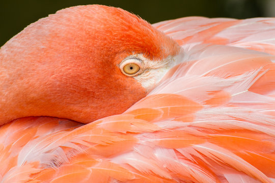 An American Flamingo resting