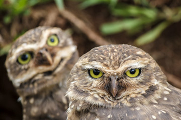 Owls - Corujas buraqueiras