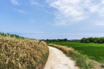 rural road near the rice farm