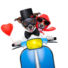 just married dogs