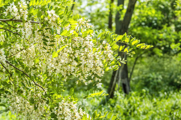 Flowering branch of locust close up