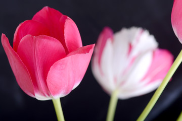 Obraz na płótnie Canvas Red tulips on black, flowers