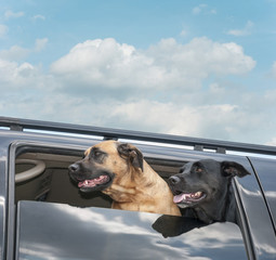 Dogs on a Car Ride