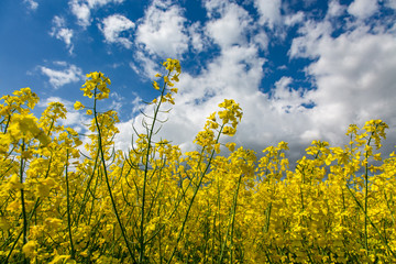 Obraz premium Colza field close view