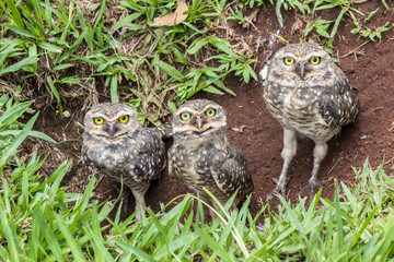 Owls - corujas buraqueiras