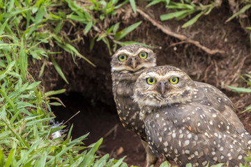 Owls - corujas buraqueiras