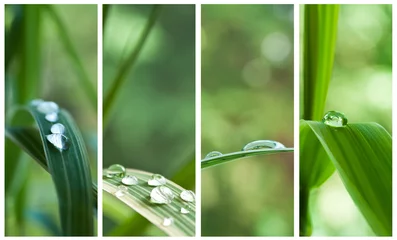 Photo sur Plexiglas Bambou composition gouttes de pluie sur feuilles de bambou