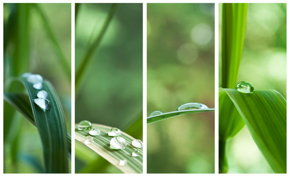 composition gouttes de pluie sur feuilles de bambou
