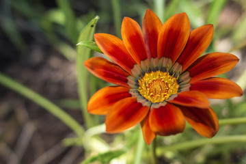 isolated flower in the garden
