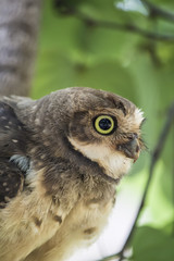 Obraz premium Owl face close-up