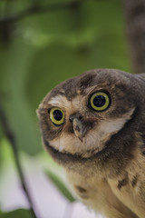 Owl face close-up