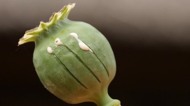 Seed pot of Opium poppy
