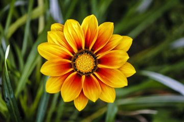 isolated flower in the garden
