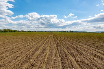 Young corn field