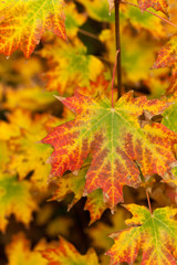 Maple leaves. Autumn. Close up. Selective and soft focus.