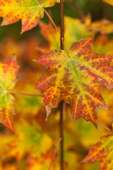 Naklejka na ściany i meble Maple leaves. Autumn. Close up. Selective and soft focus.