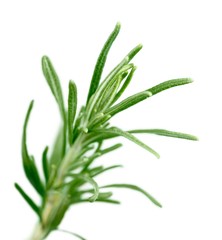 Rosemary, Herb, Herbal Medicine.