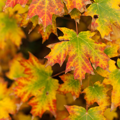 Naklejka na ściany i meble Maple leaves. Autumn. Close up. Selective and soft focus.