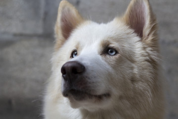Fototapeta premium Alaskan Malamute (perro con sus cachorros), rostro ojos azules