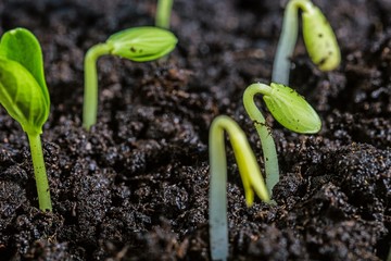 Plant, shoots, green.