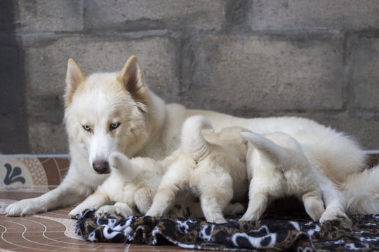 Alaskan Malamute (perro con sus cachorros), amamantar,cola