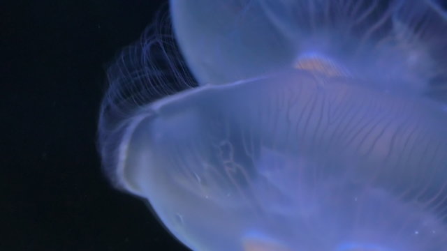 Close up of two blue color illuminated jellyfish floating slowly down synchronized against dark background