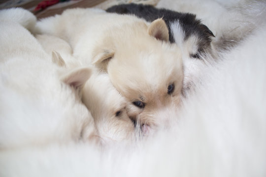 Alaskan Malamute (perro con sus cachorros),