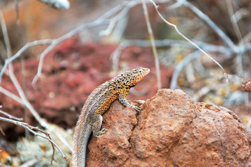 Lava Lizard on a Rock