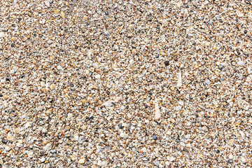 seashells on the beach, texture for background