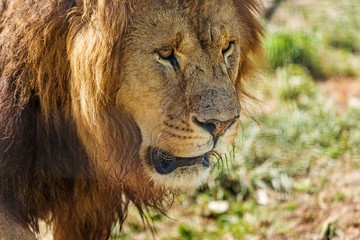 Lion, africa, south.