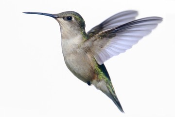Obraz premium Isolated Ruby-throated Hummingbird