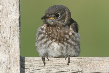 Baby Eastern Bluebird