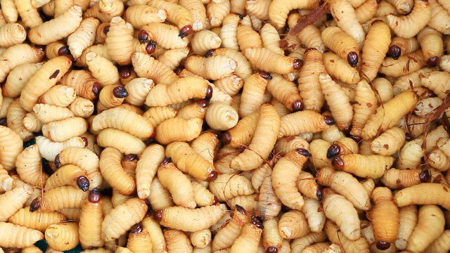 Sago Palm Weevil 

