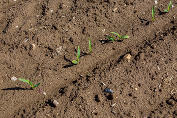 Young corn field close view