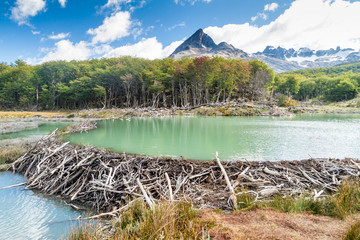 Beaver dam at Tierra del Fuego - obrazy, fototapety, plakaty