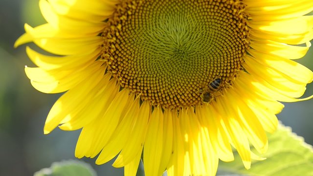 bee pollinating a sunflower